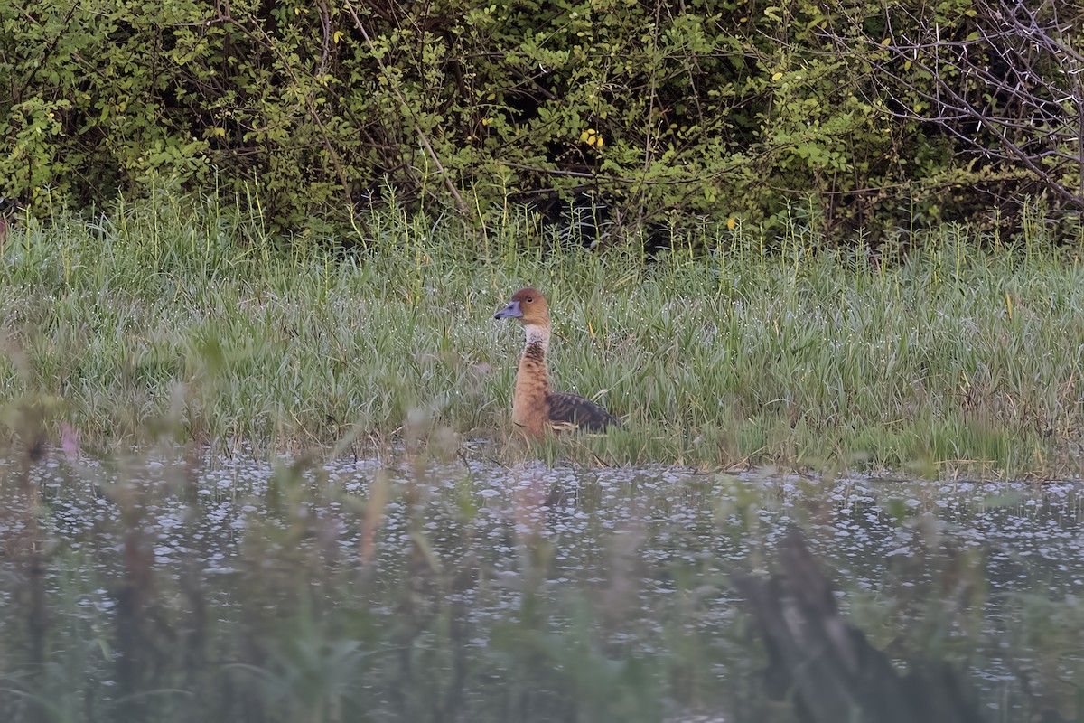 Fulvous Whistling-Duck - ML644259082
