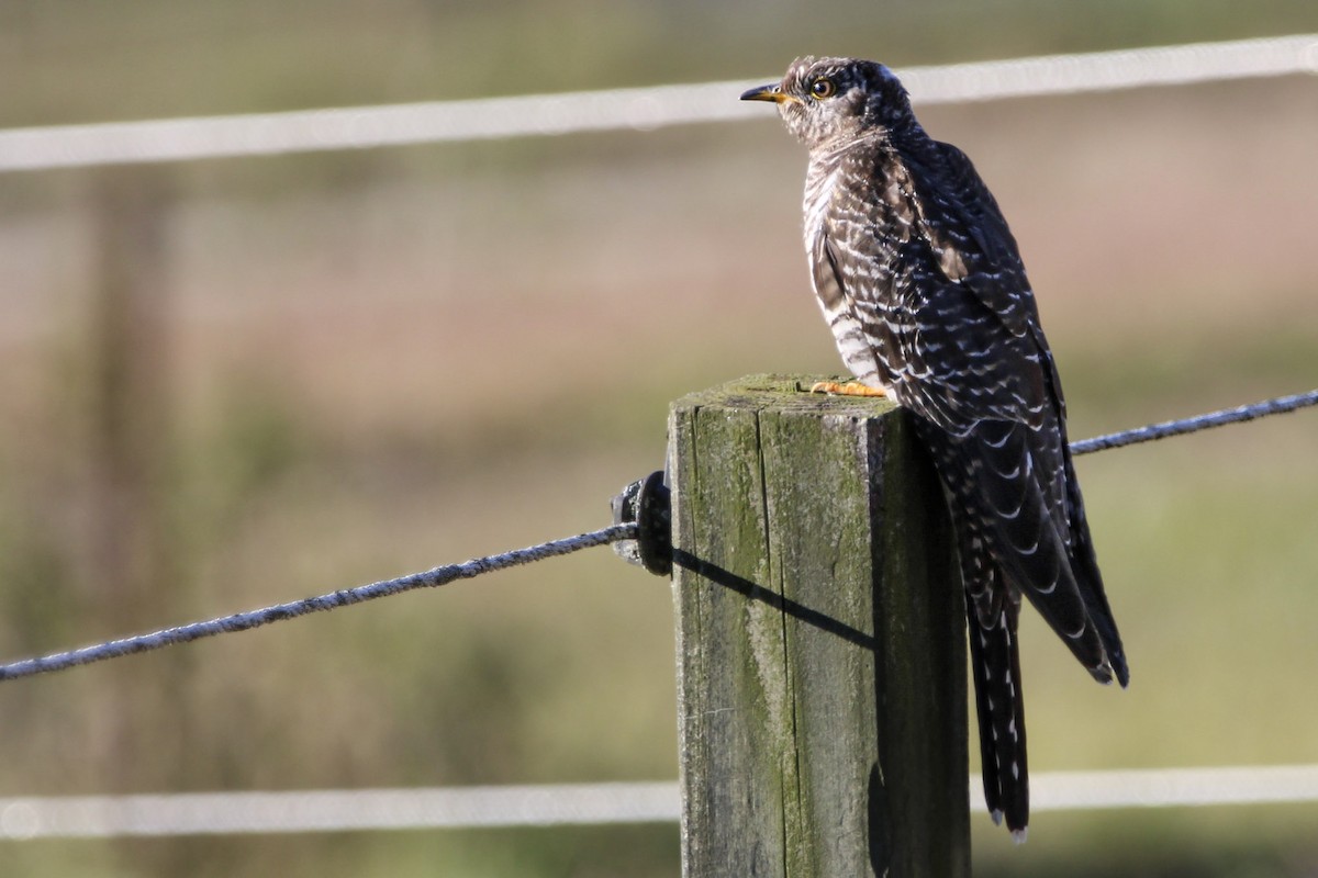 Common Cuckoo - ML644259085