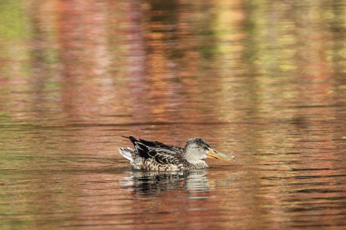 מרית צפונית - ML644259091