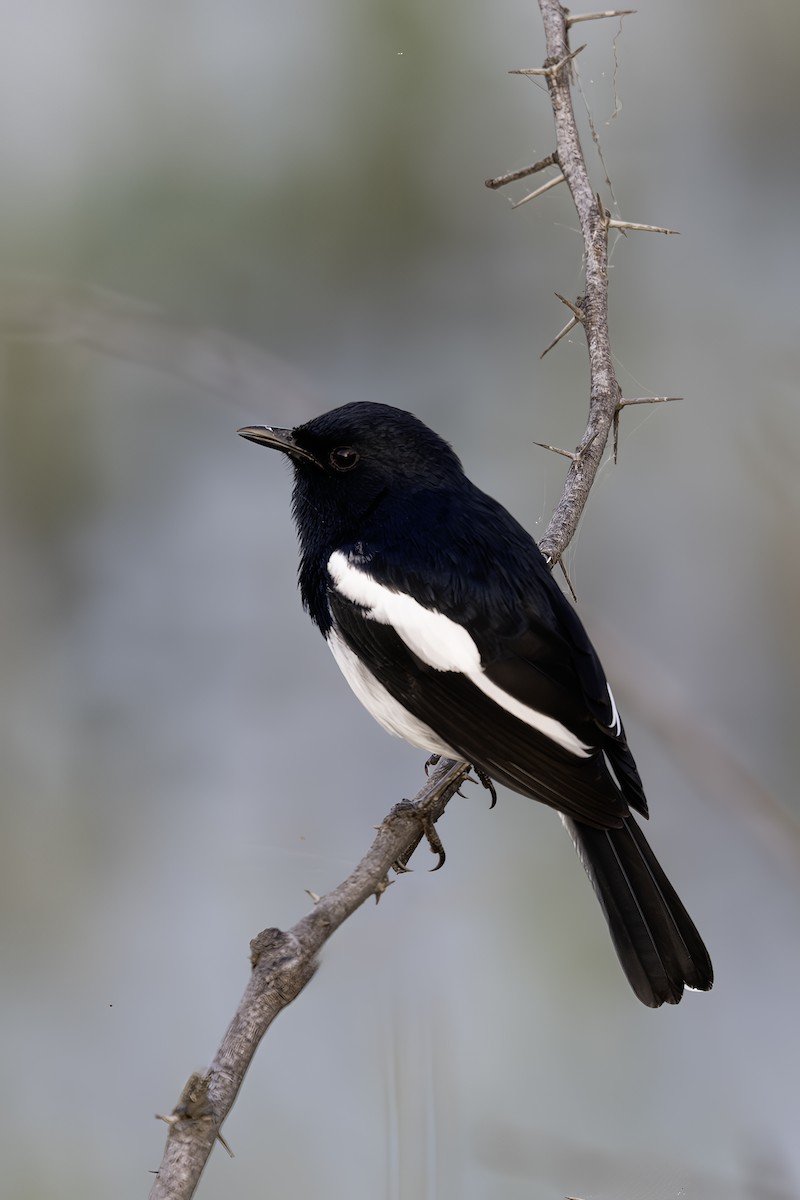 Oriental Magpie-Robin - ML644259092