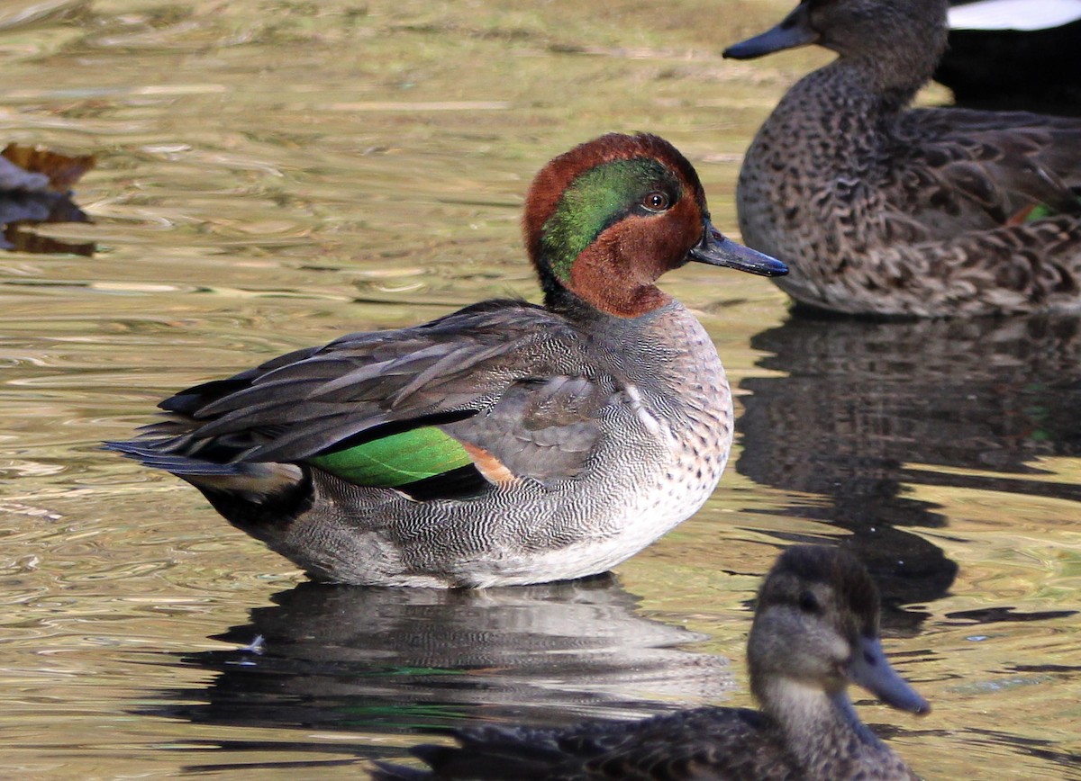 שרשיר - ML644259094