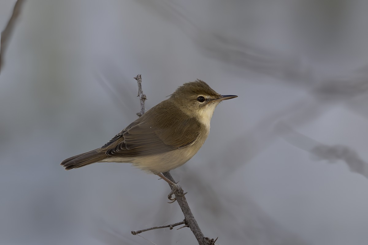 Blyth's Reed Warbler - ML644259096