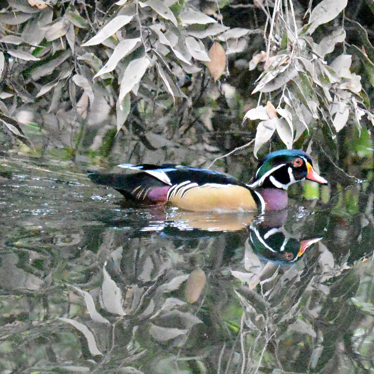Wood Duck - ML644259103