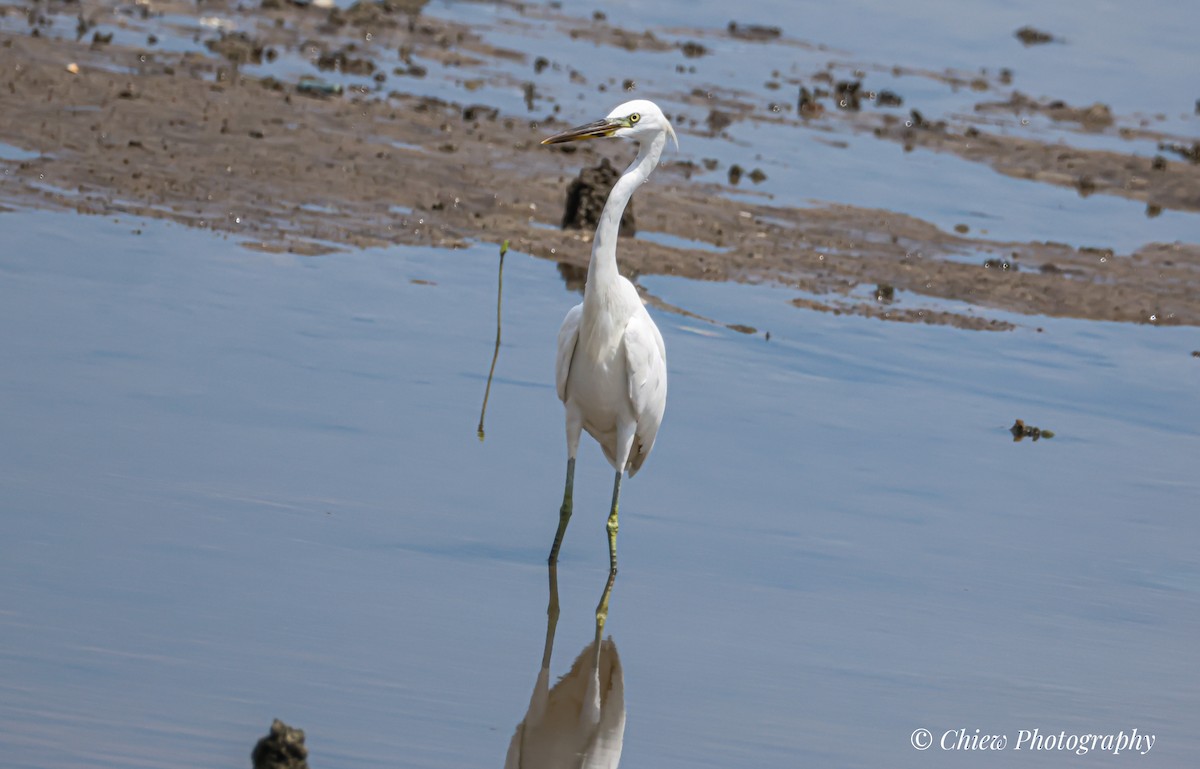 Chinese Egret - ML644259104