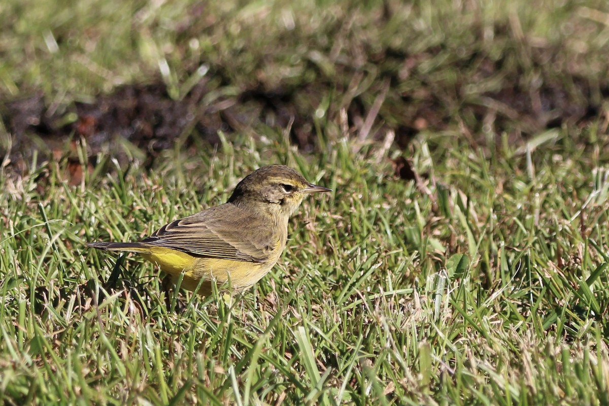 סבכון חום-כיפה - ML644259108