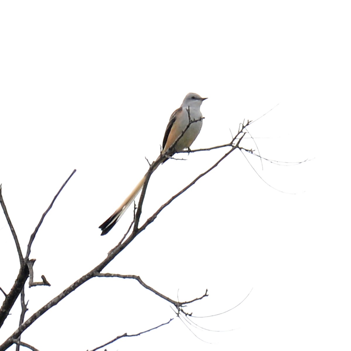 Scissor-tailed Flycatcher - ML644259113