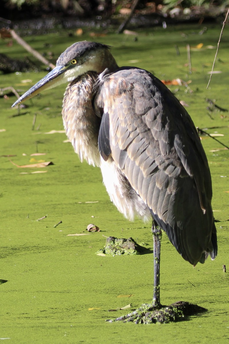 אנפה אמריקנית - ML644259119