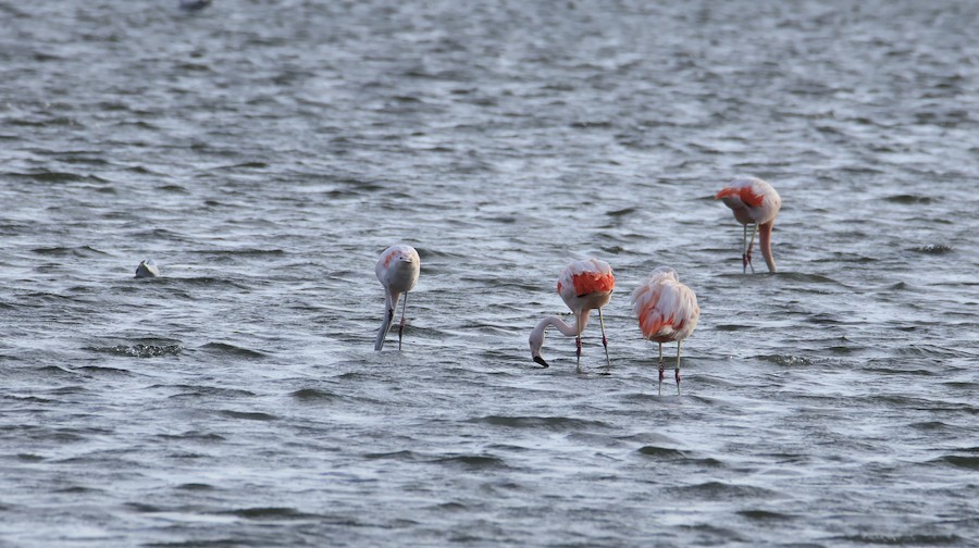 Chilean Flamingo - ML644259127