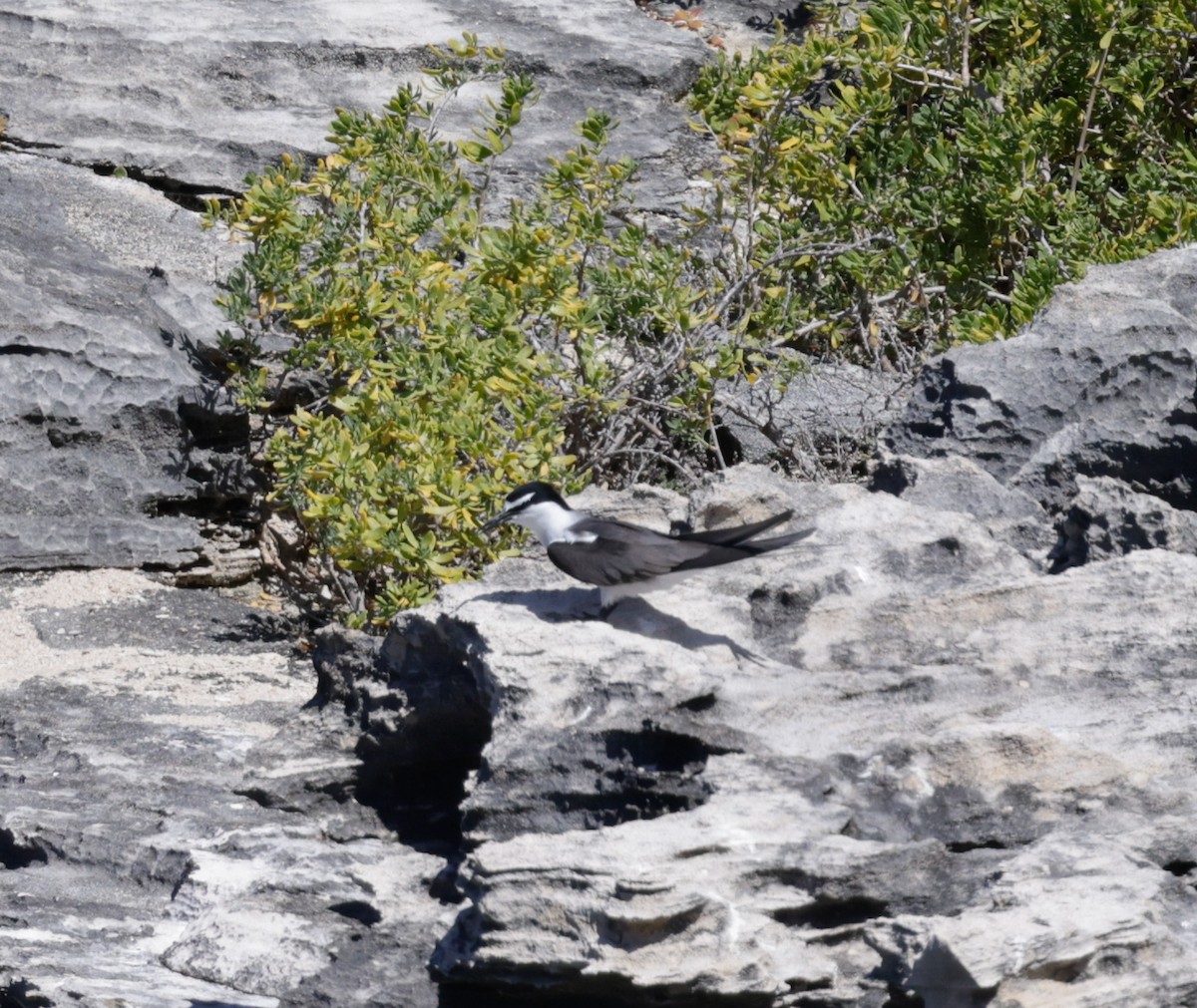 Sterne bridée - ML644259130