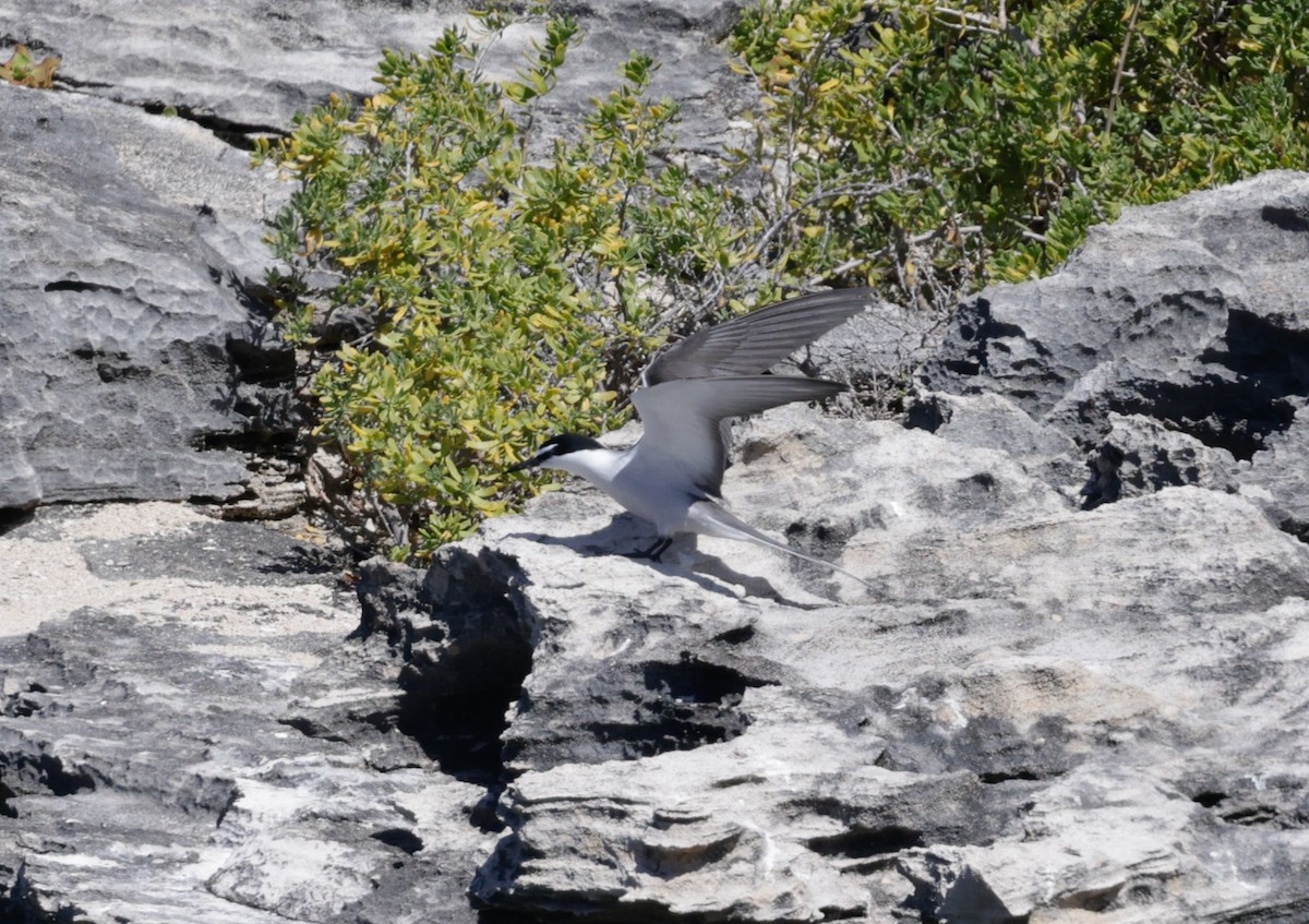 Sterne bridée - ML644259131