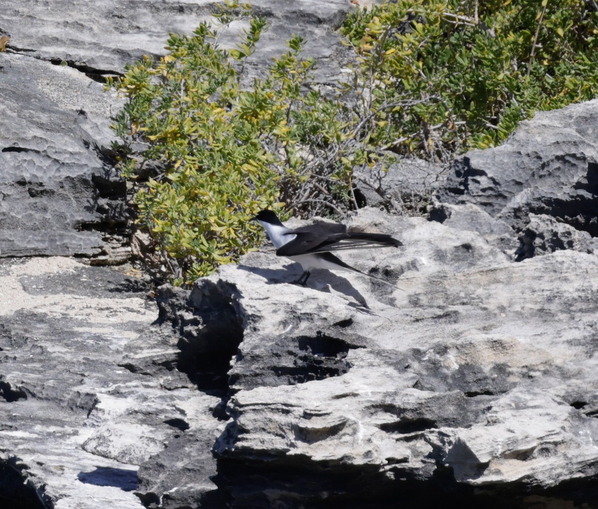 Sterne bridée - ML644259132