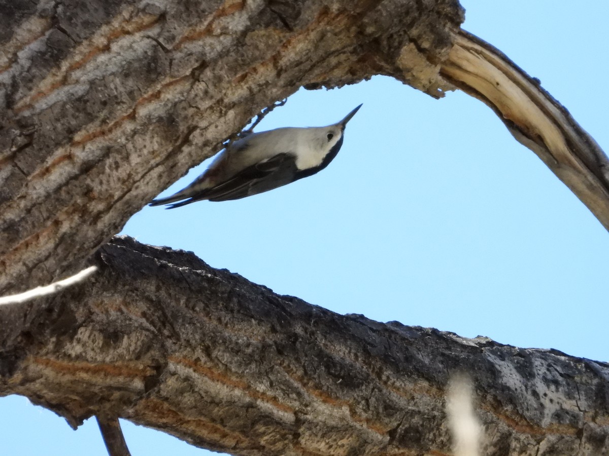 Sittelle à poitrine blanche - ML644259137