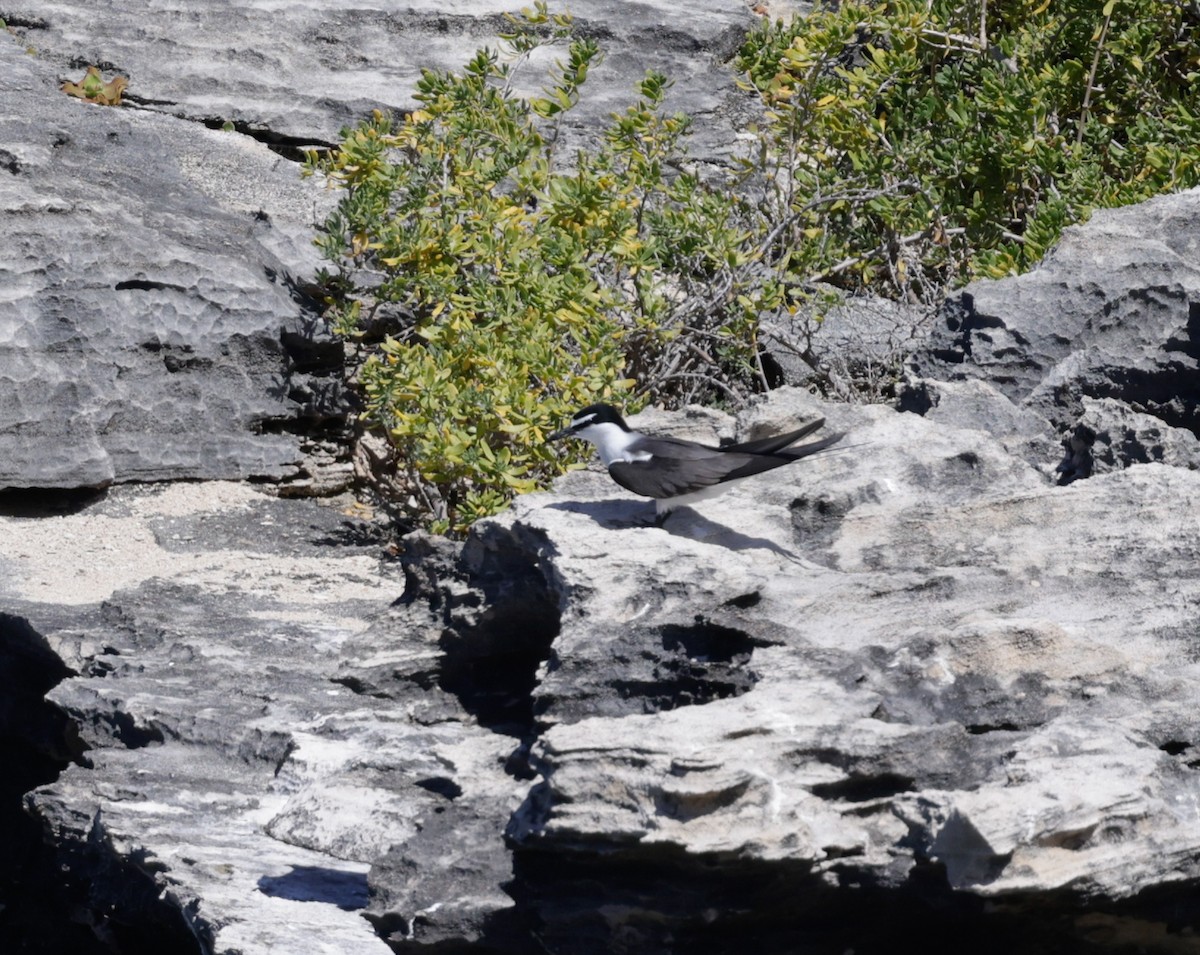 Sterne bridée - ML644259149