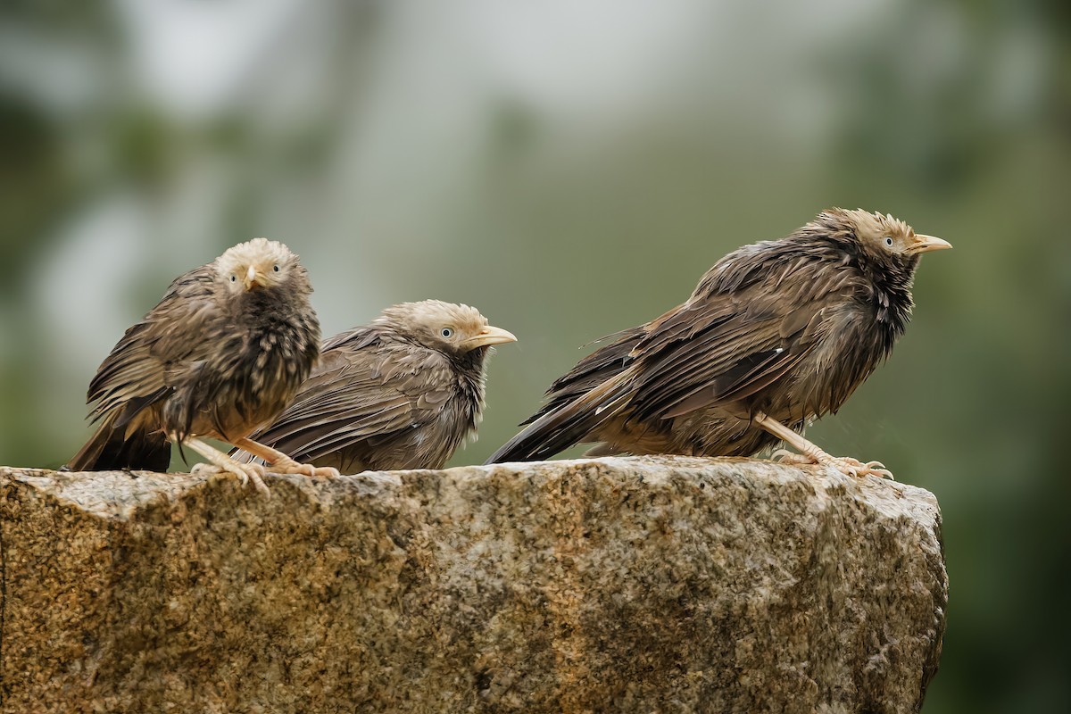 Yellow-billed Babbler - ML644259158