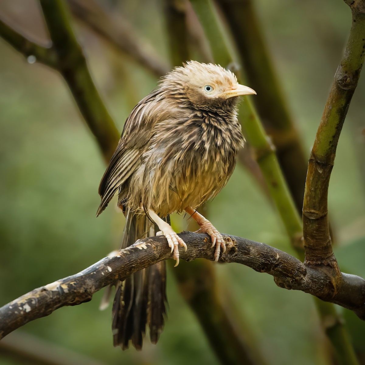 Yellow-billed Babbler - ML644259159