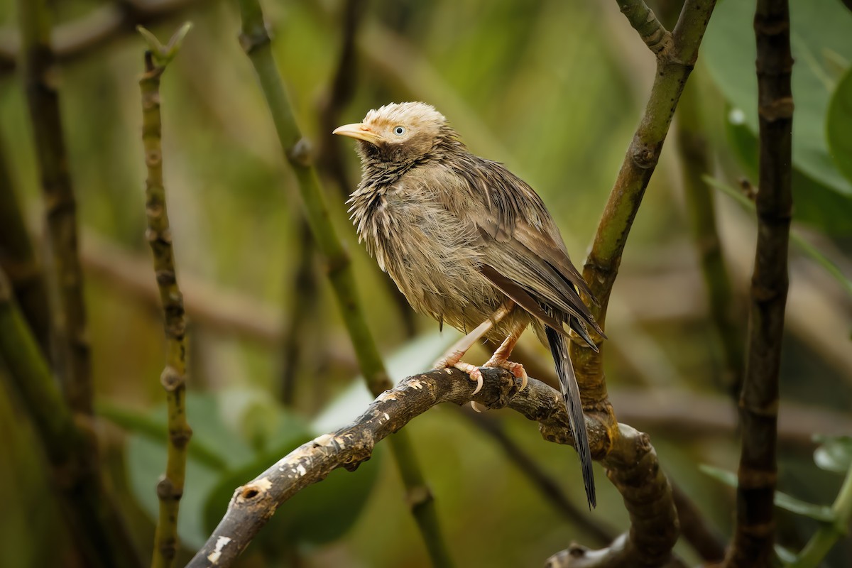 Yellow-billed Babbler - ML644259160