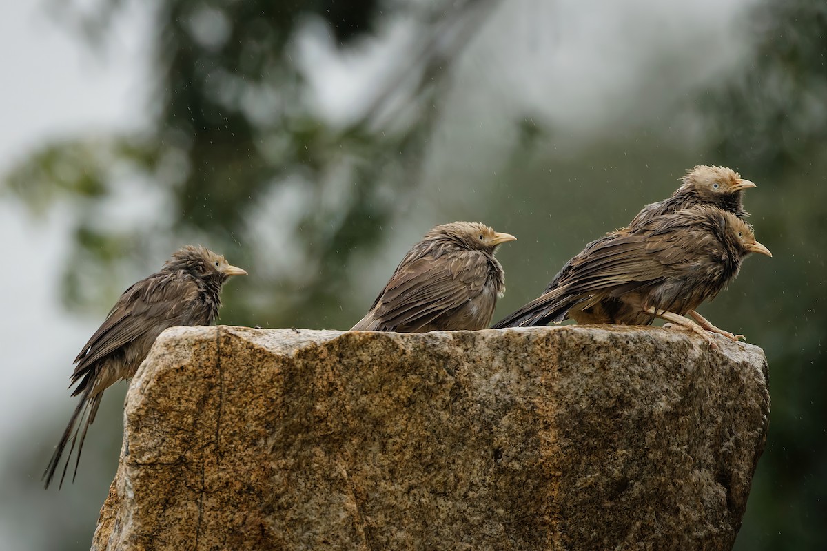 Yellow-billed Babbler - ML644259161