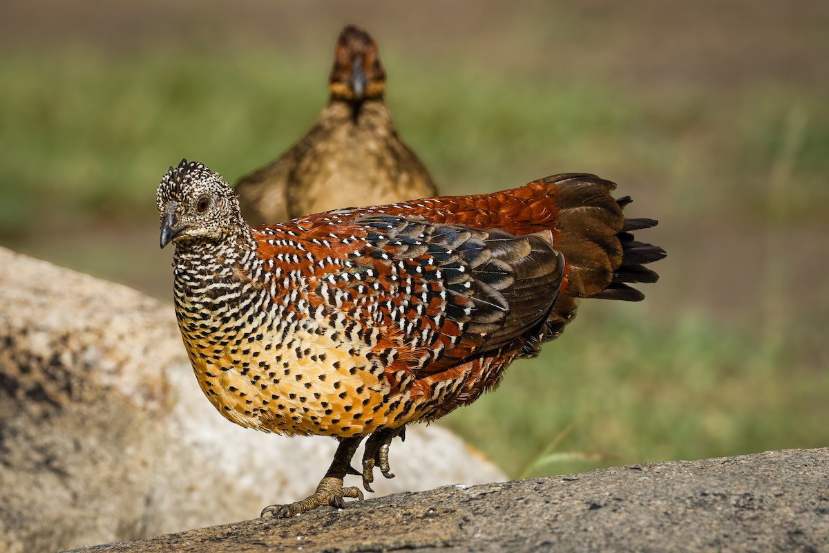 Painted Spurfowl - ML644259162