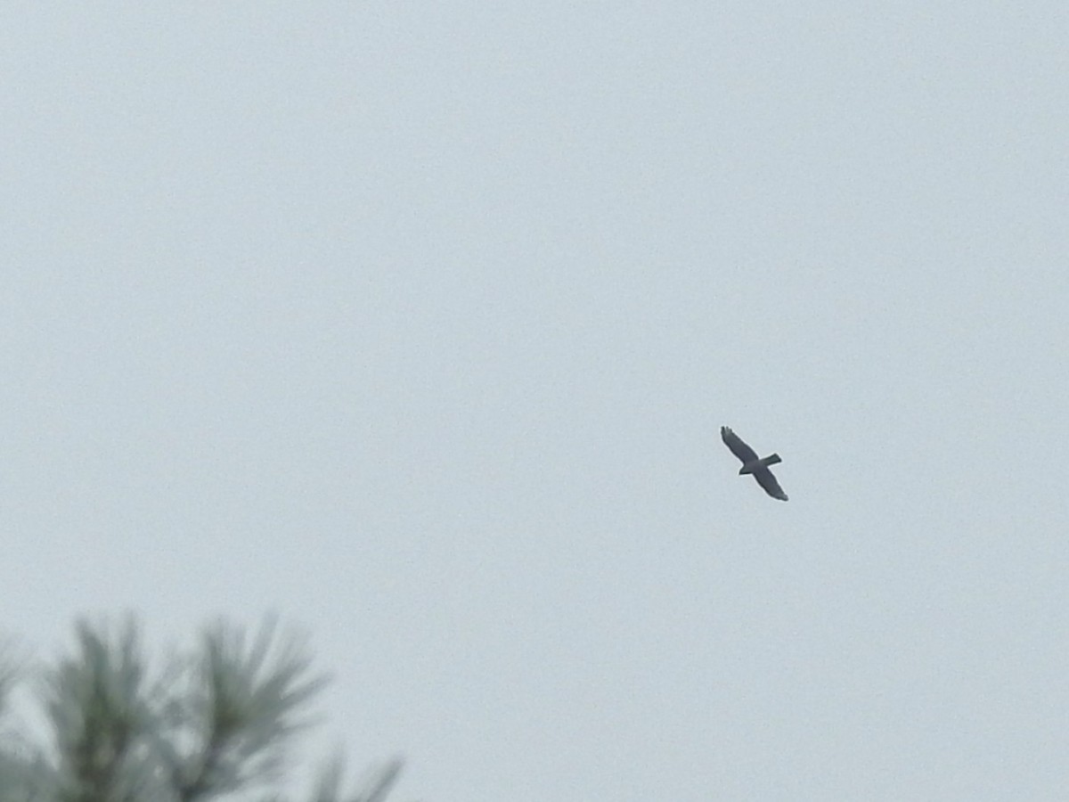 タカ科 - ML644259166