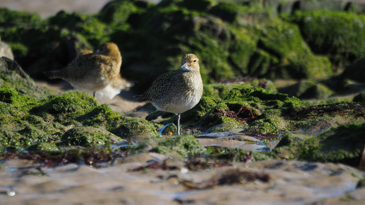 European Golden-Plover - ML644259212