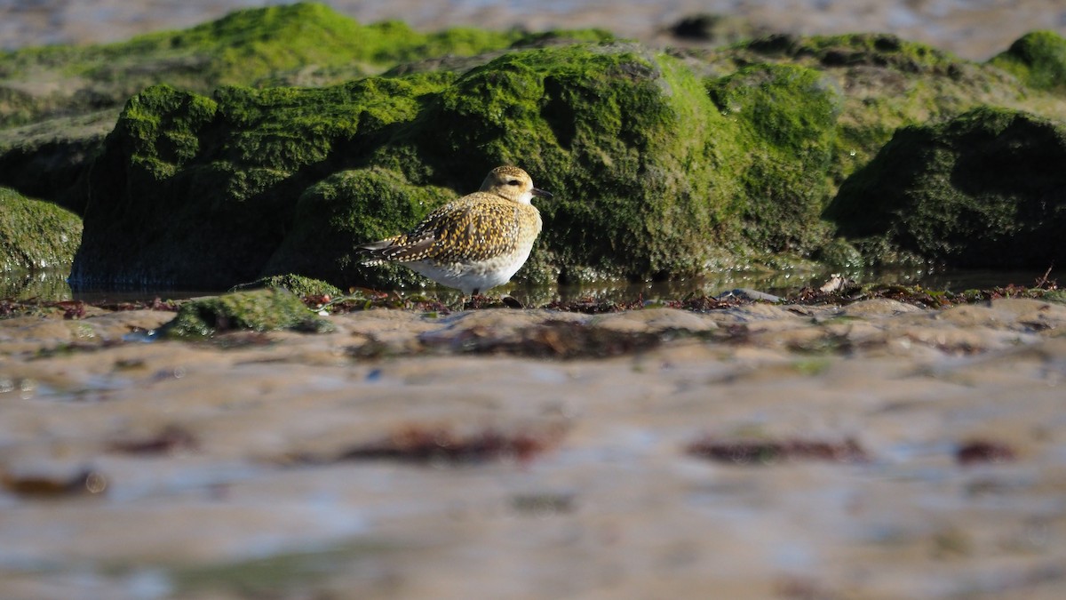 European Golden-Plover - ML644259219