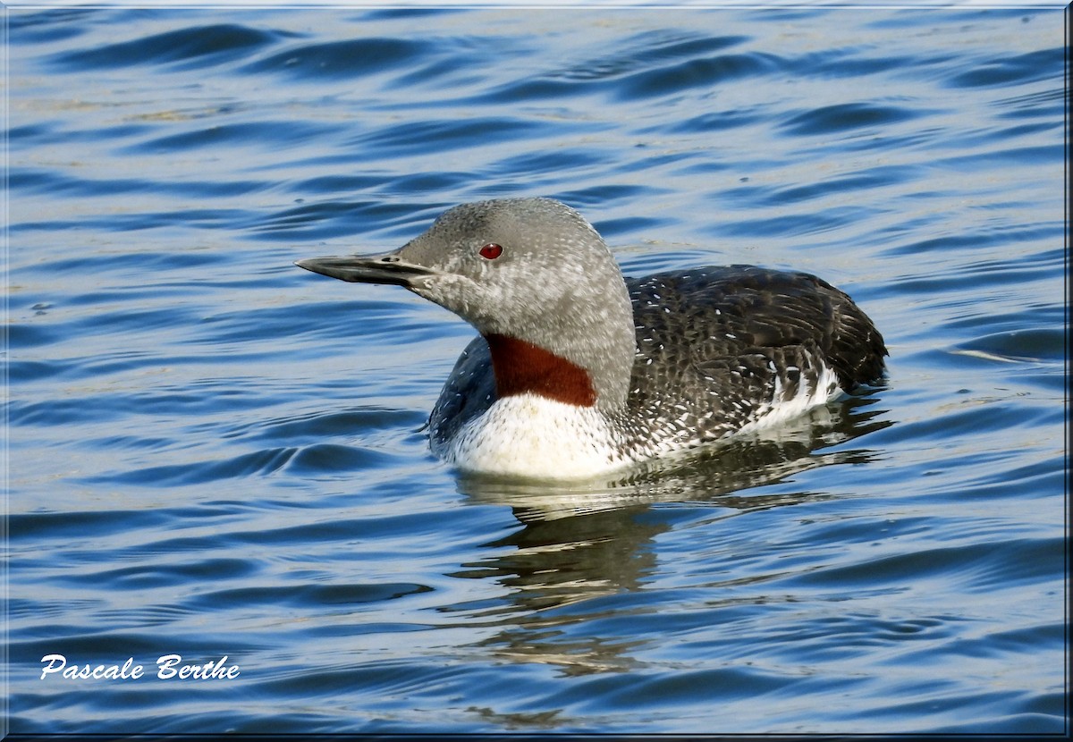 Plongeon catmarin - ML644259220