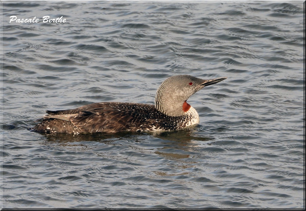 Plongeon catmarin - ML644259221