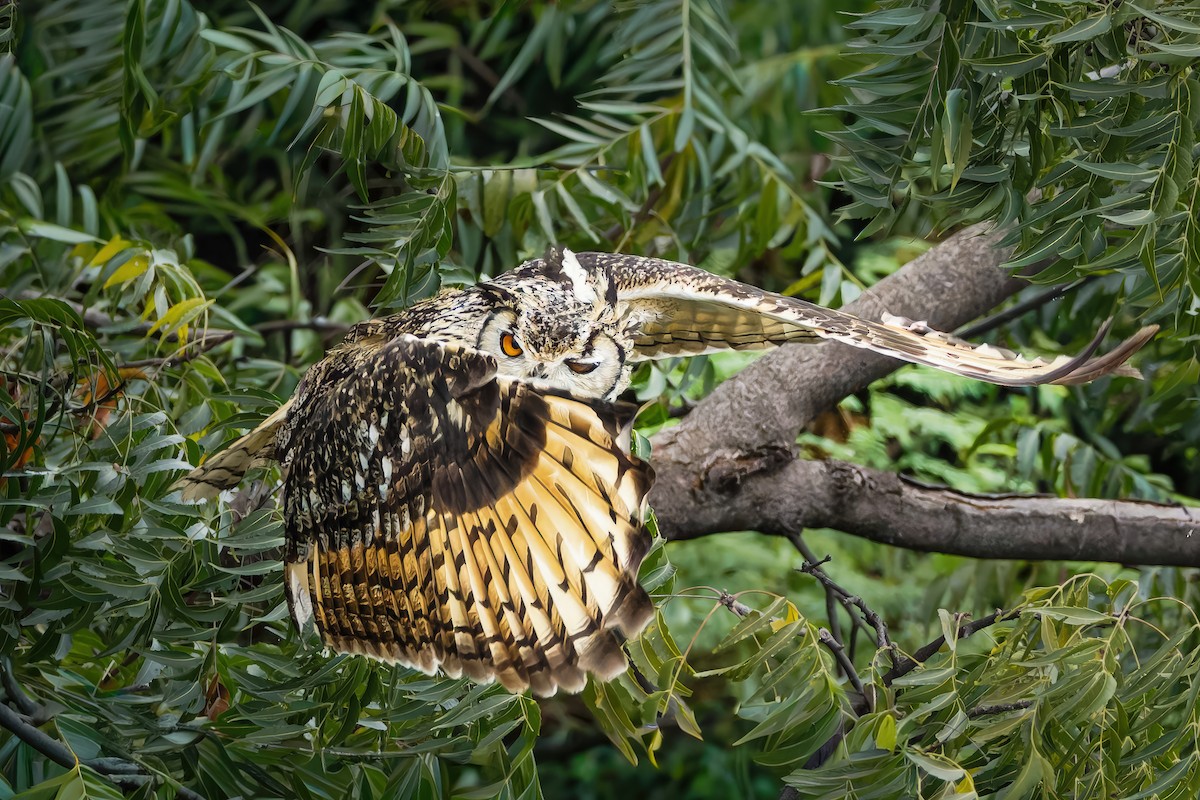 Rock Eagle-Owl - ML644259224