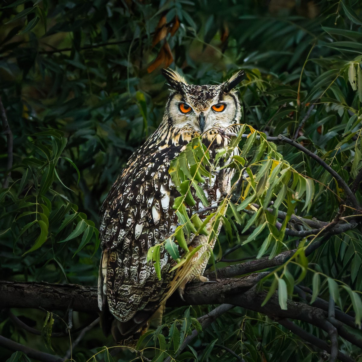 Rock Eagle-Owl - ML644259225