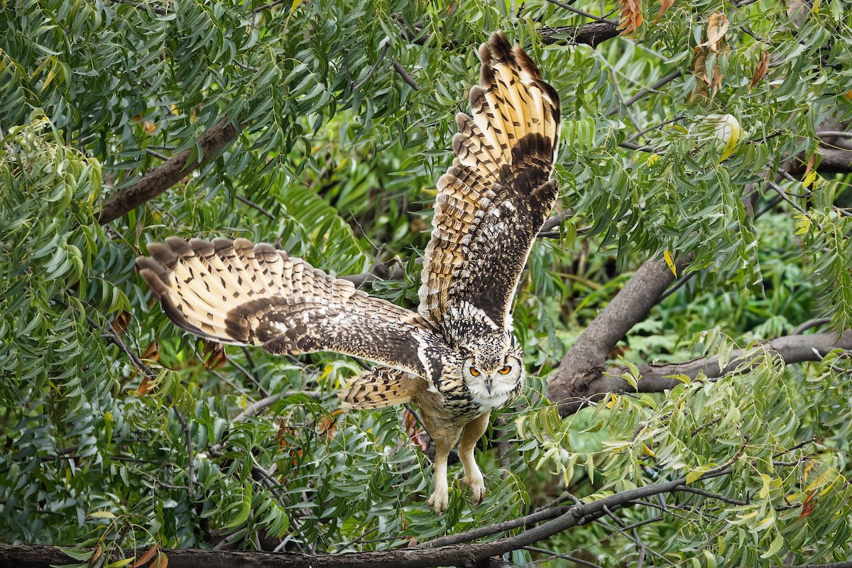 Rock Eagle-Owl - ML644259226