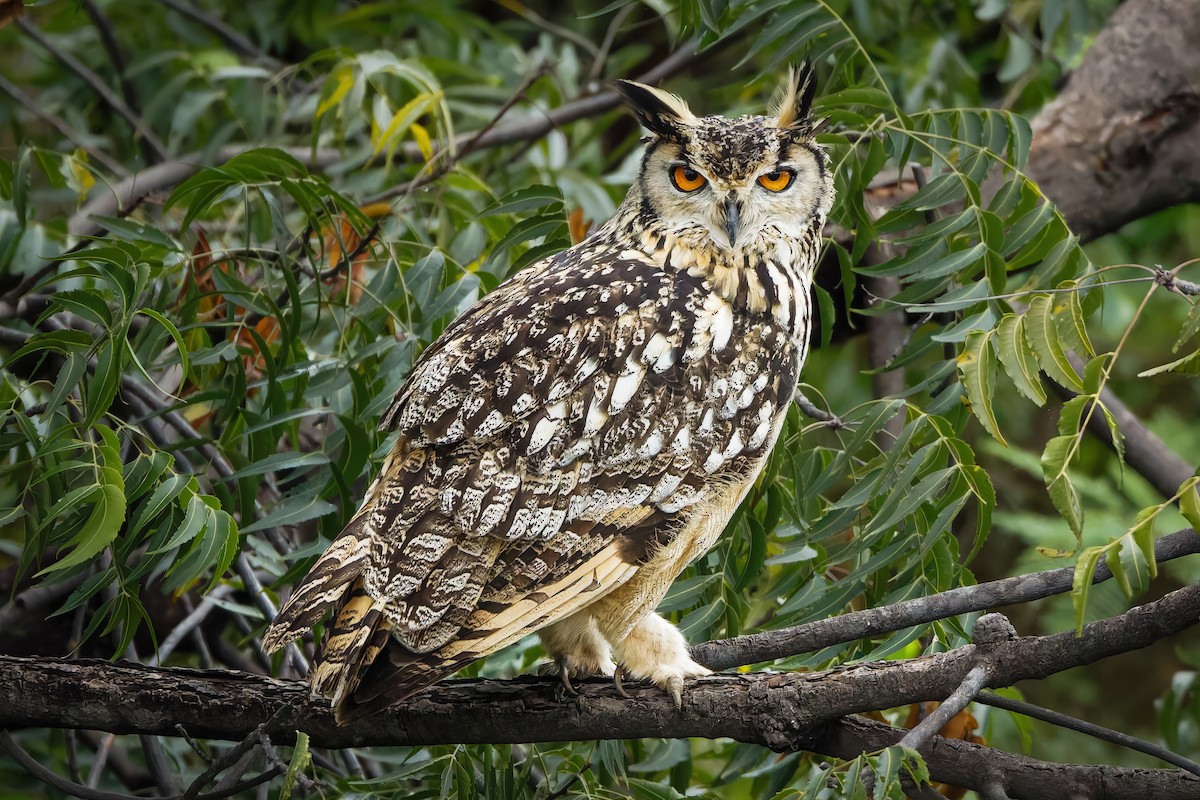 Rock Eagle-Owl - ML644259227