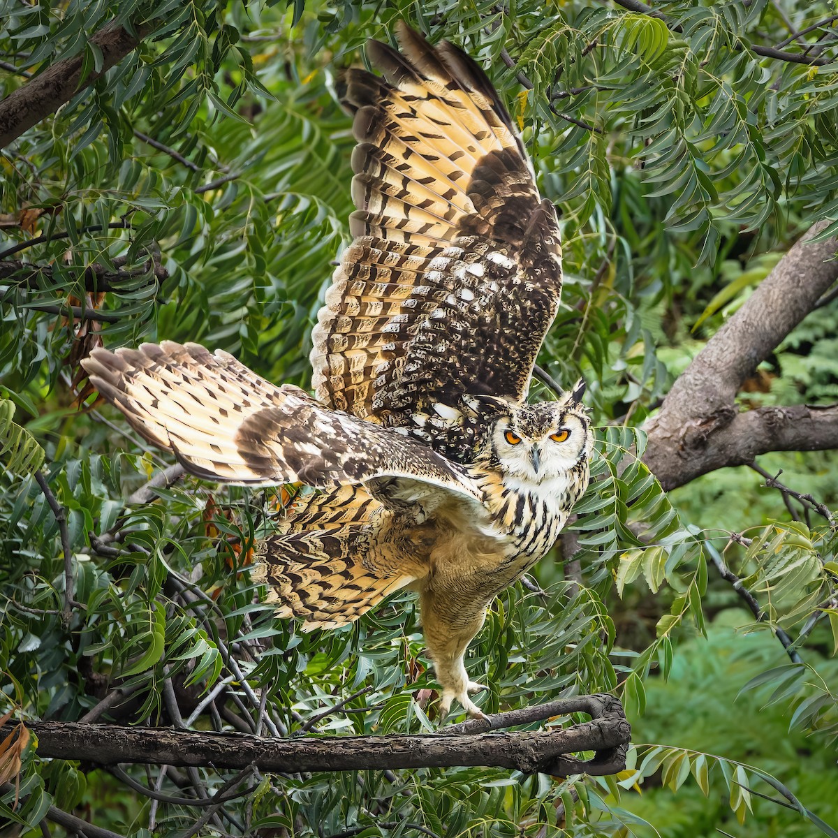 Rock Eagle-Owl - ML644259228