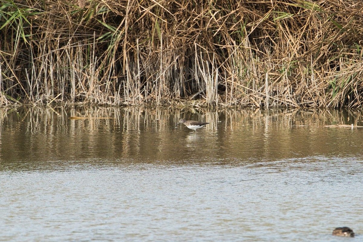 vodouš kropenatý - ML644259232