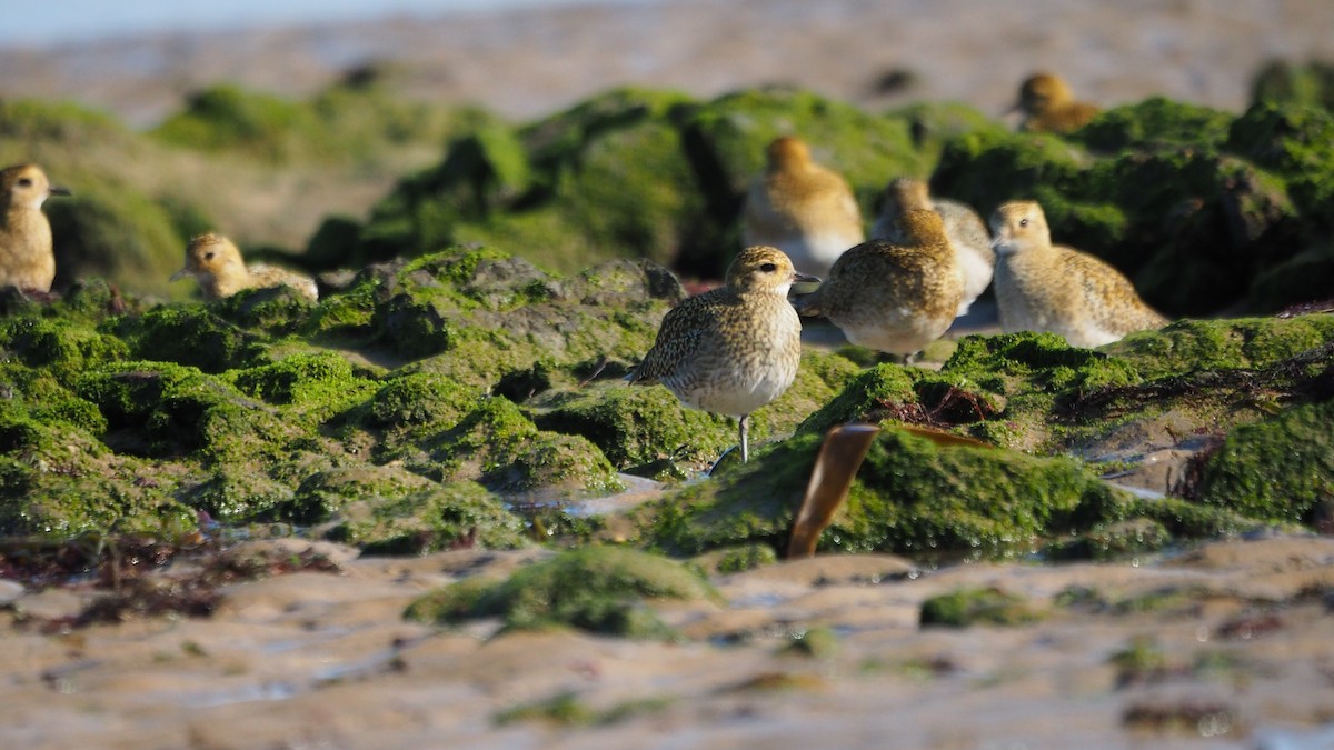 European Golden-Plover - ML644259255