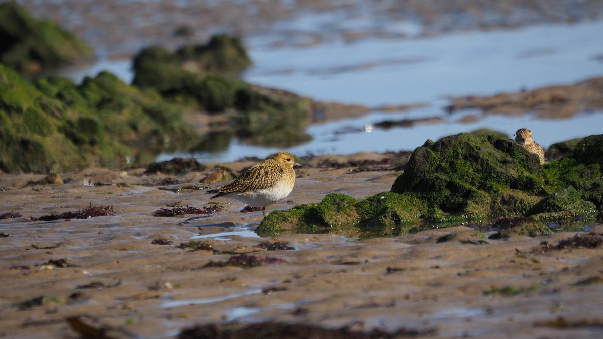 European Golden-Plover - ML644259270