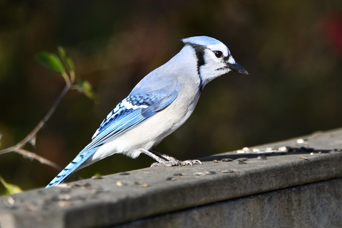 Blue Jay - ML644259280