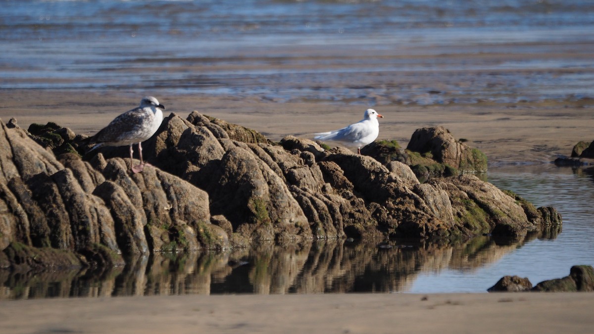 ニシズグロカモメ - ML644259291