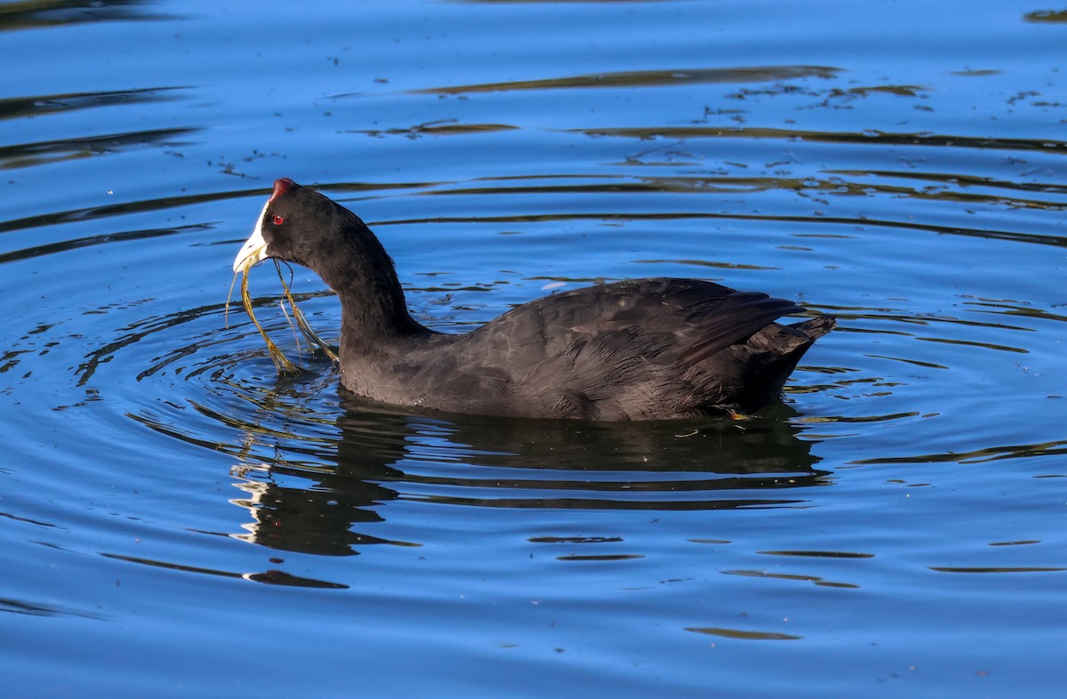 Red-knobbed Coot - ML644259292