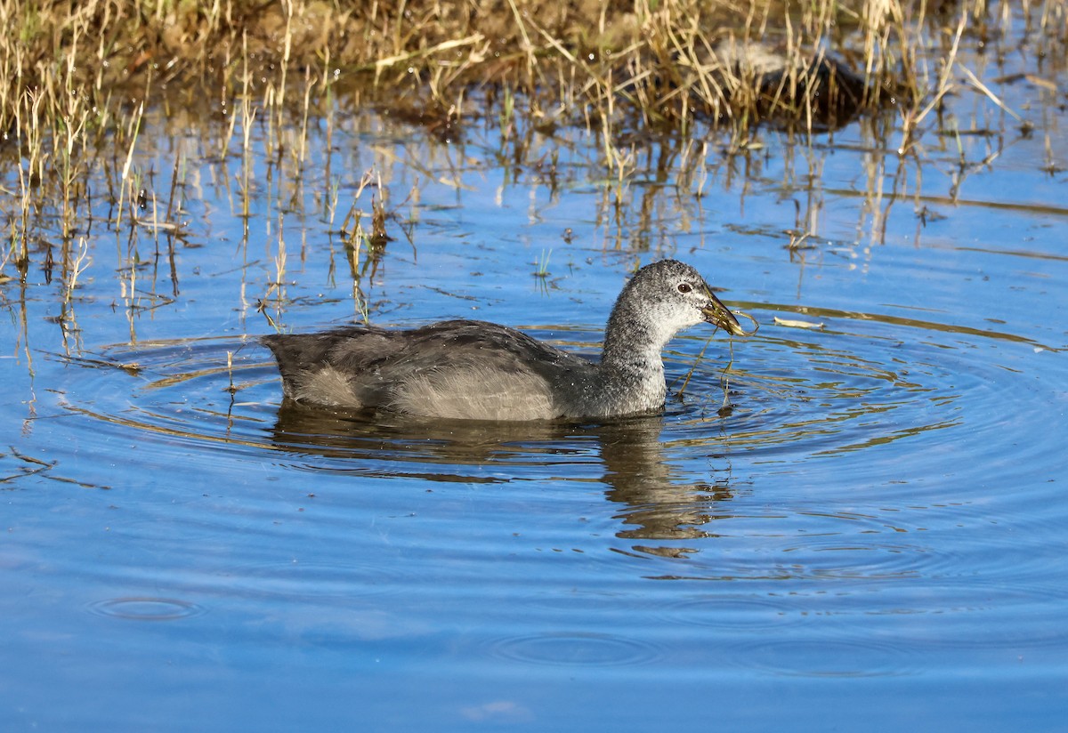 Red-knobbed Coot - ML644259293