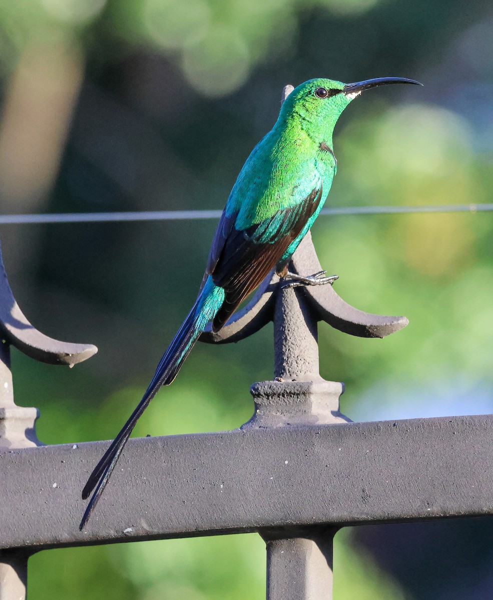 Malachite Sunbird - ML644259307