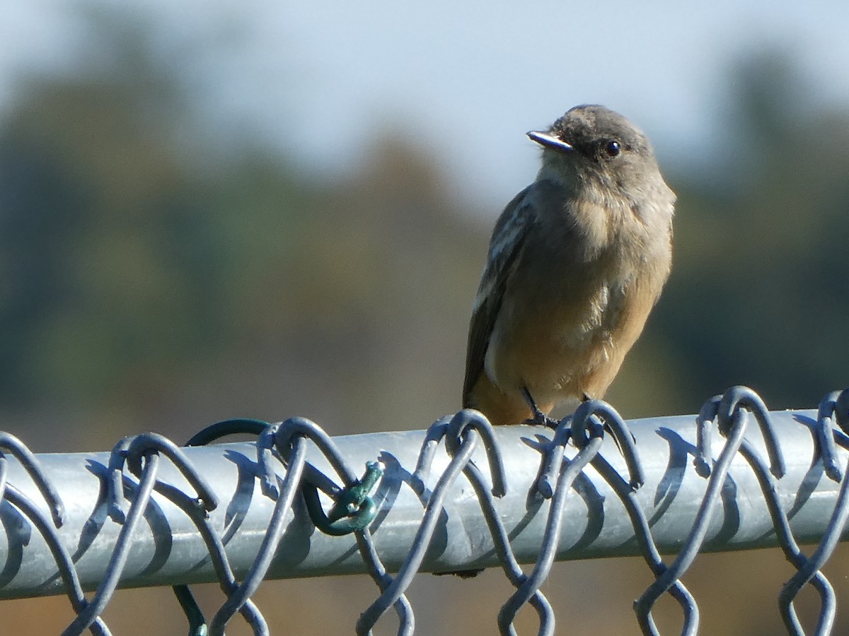 Zimtbauch-Phoebetyrann - ML644259314