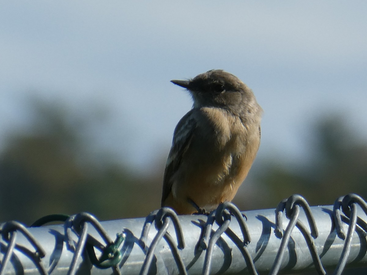 Say's Phoebe - ML644259315