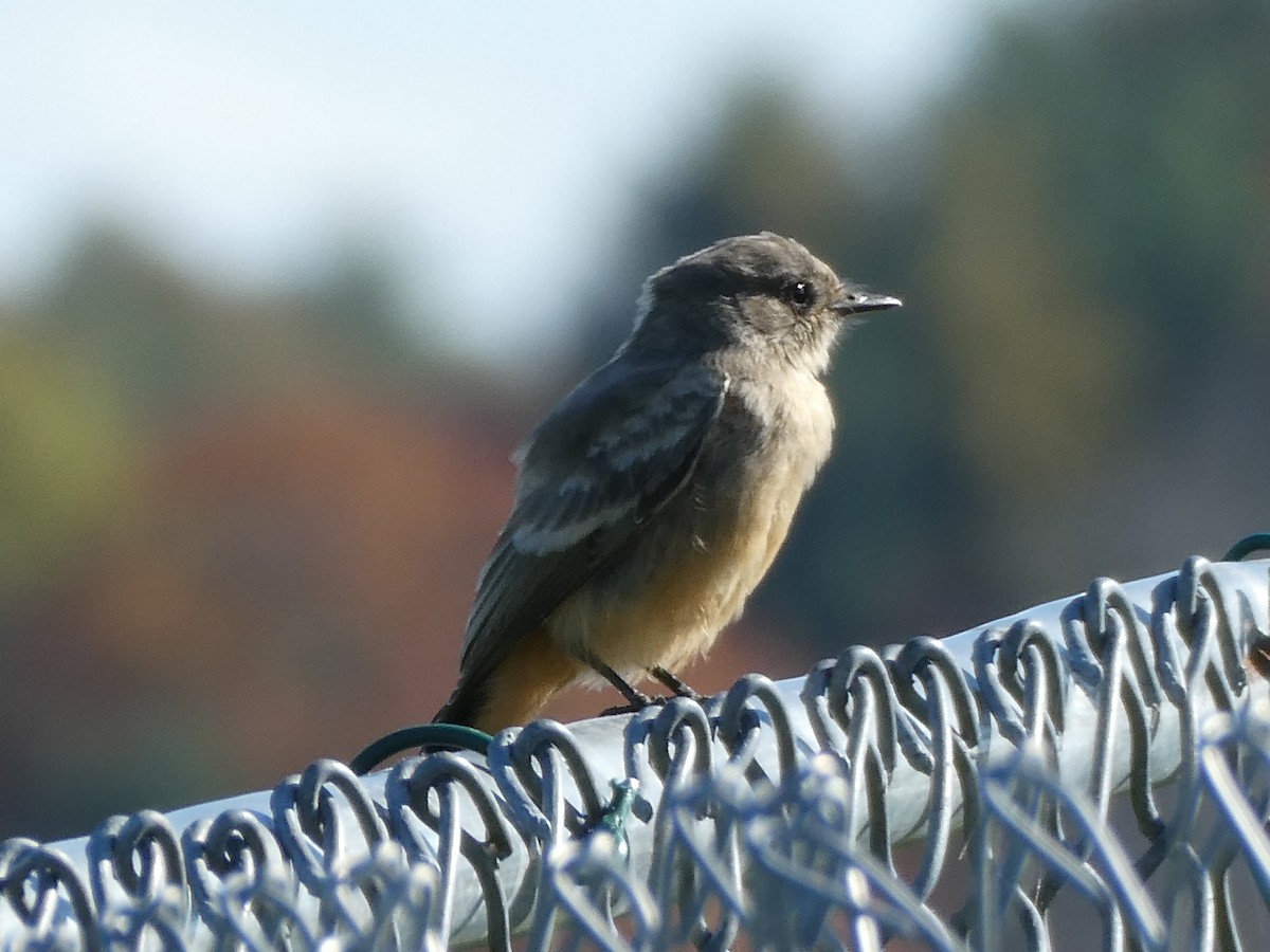 Zimtbauch-Phoebetyrann - ML644259316