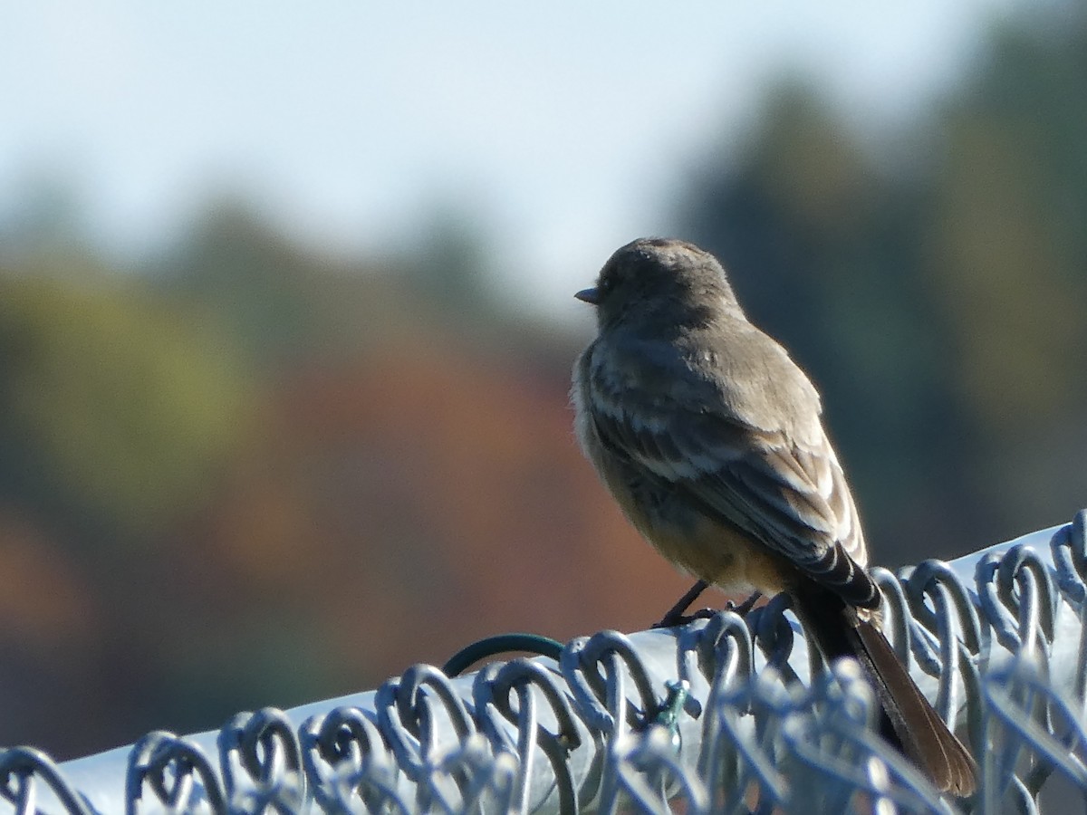 Zimtbauch-Phoebetyrann - ML644259317