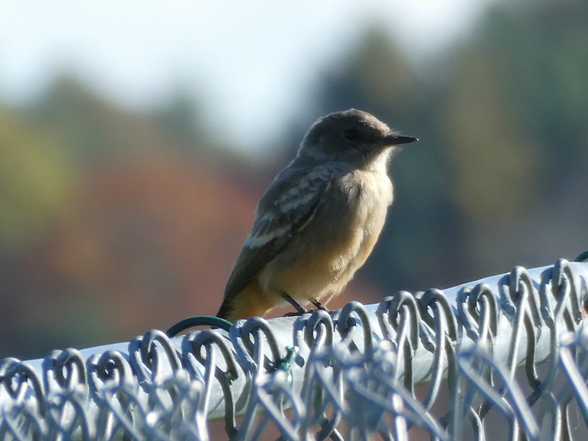 Zimtbauch-Phoebetyrann - ML644259318