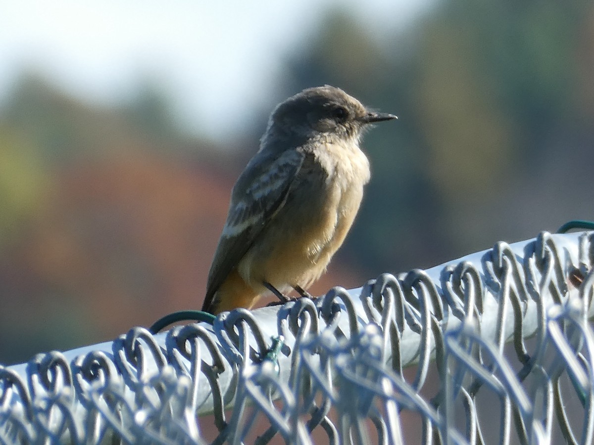 Zimtbauch-Phoebetyrann - ML644259319