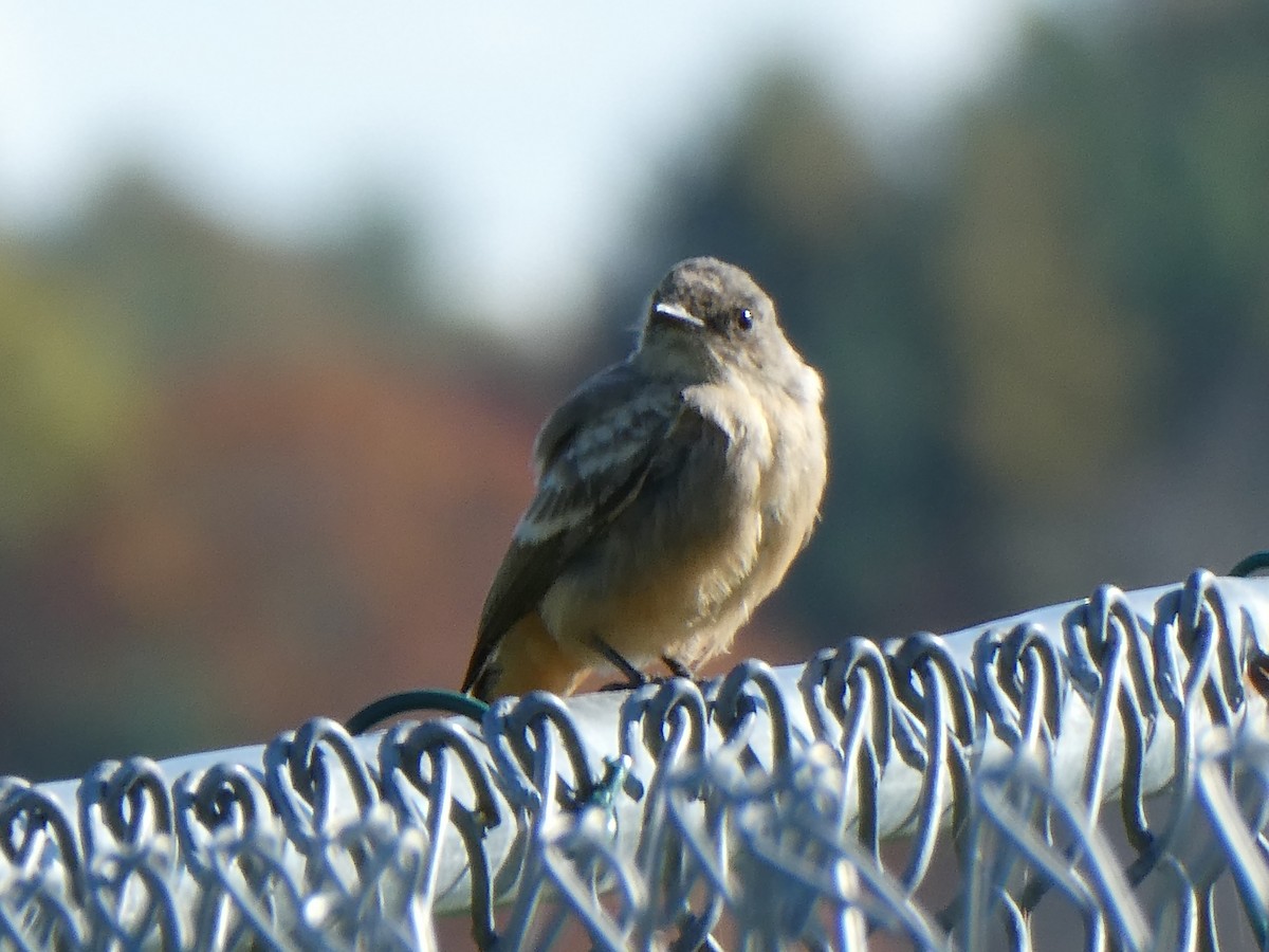 Zimtbauch-Phoebetyrann - ML644259320