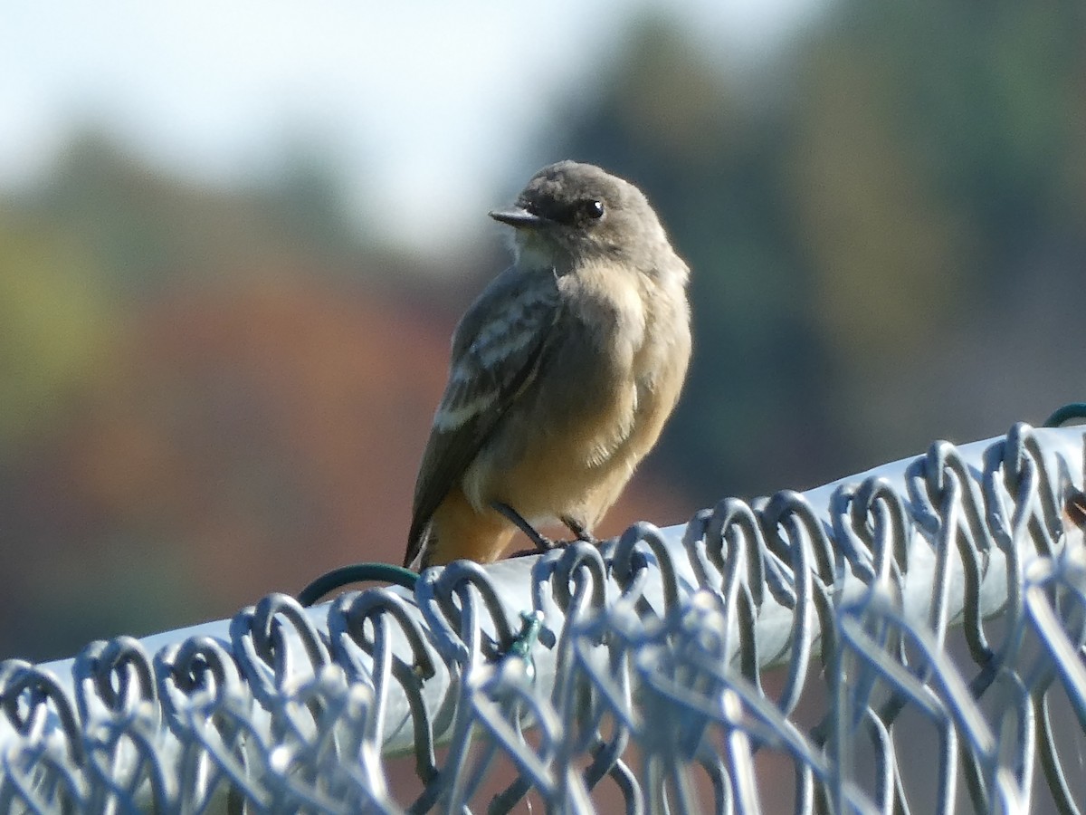 Zimtbauch-Phoebetyrann - ML644259321