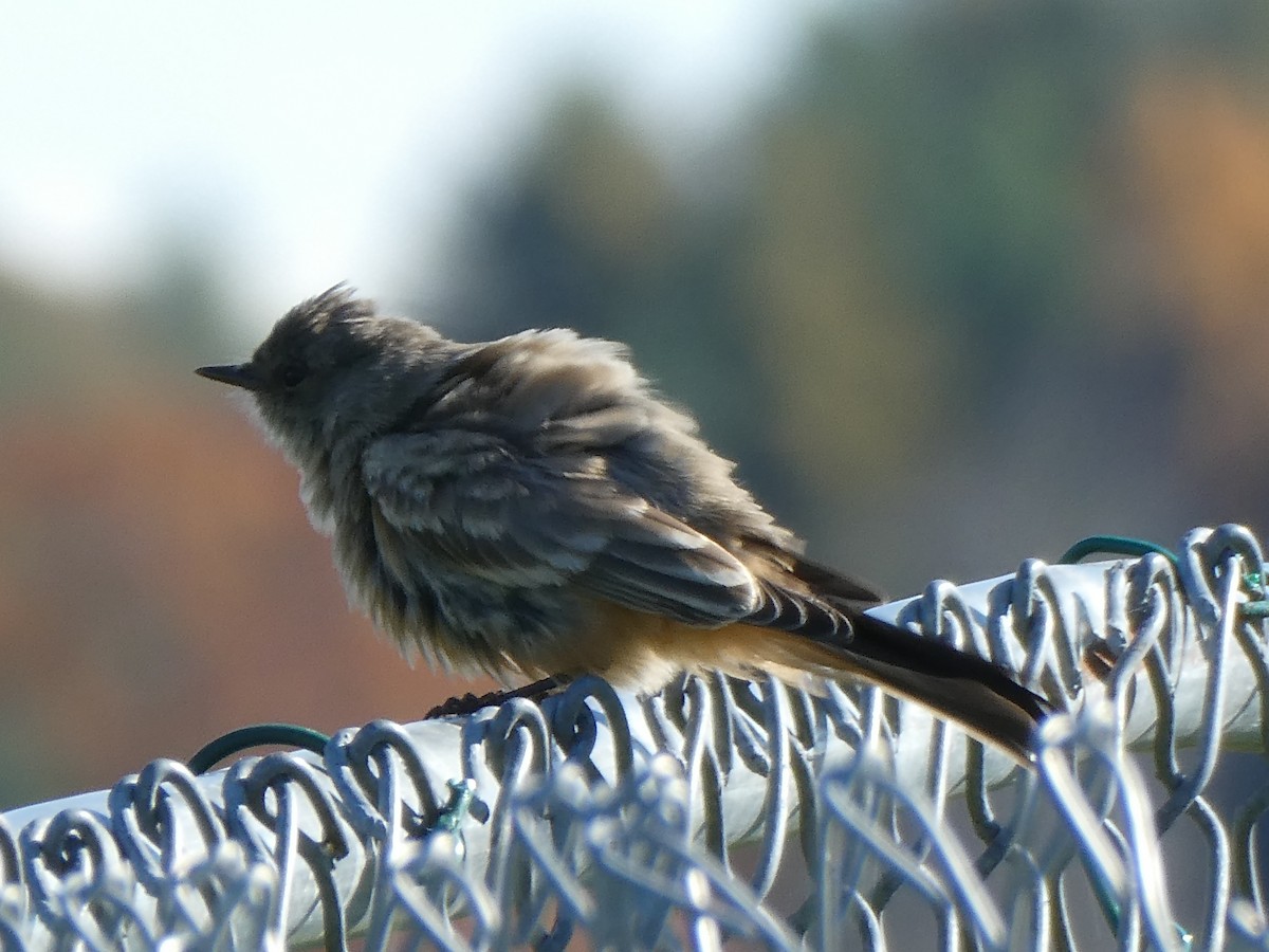 Zimtbauch-Phoebetyrann - ML644259322