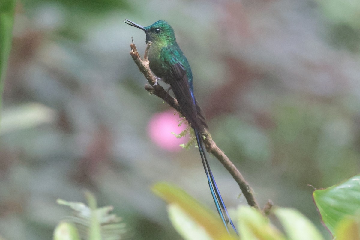 Violet-tailed Sylph - ML644259342